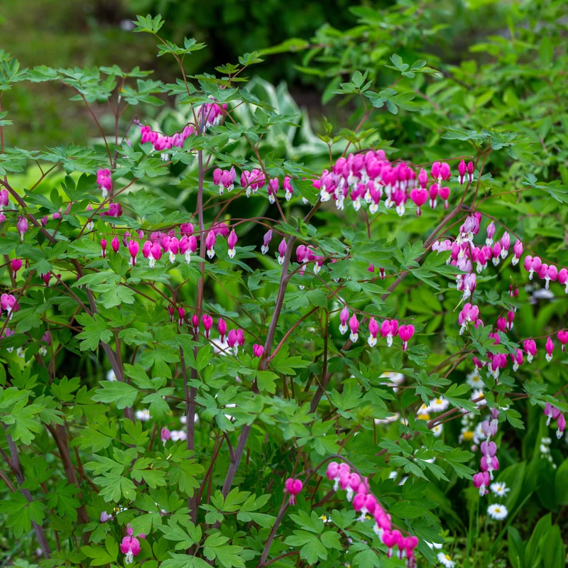 Tränendes Herz Mischung (3 rosa + 1 weiß) (x4)