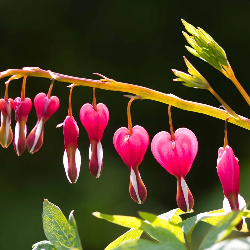 Tränendes Herz Mischung (3 rosa + 1 weiß) (x4)