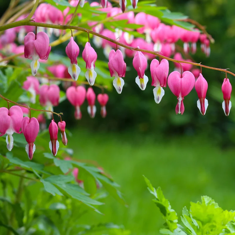 Tränendes Herz Mischung (3 rosa + 1 weiß) (x4)