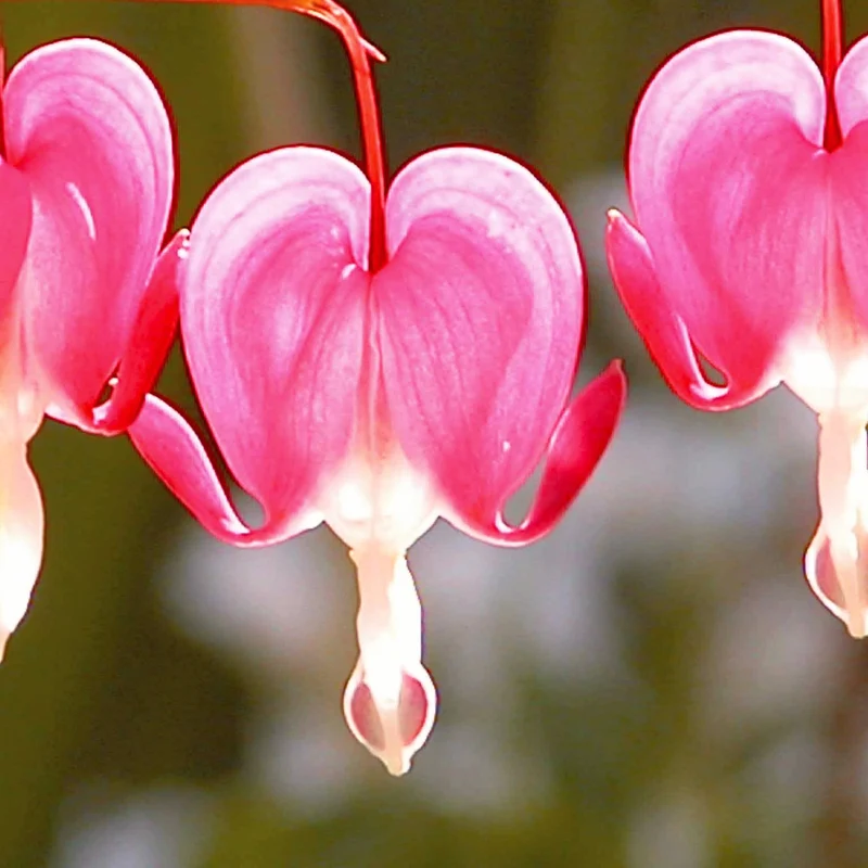 Tränendes Herz Mischung (3 rosa + 1 weiß) (x4)