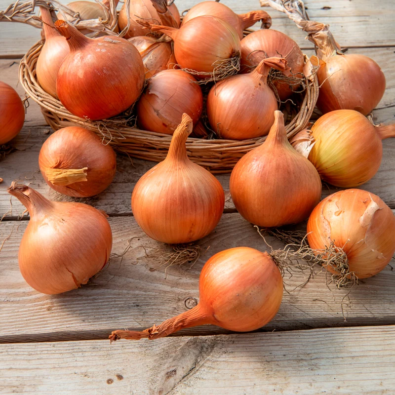 Gelbe Zwiebel Sturon Bio
