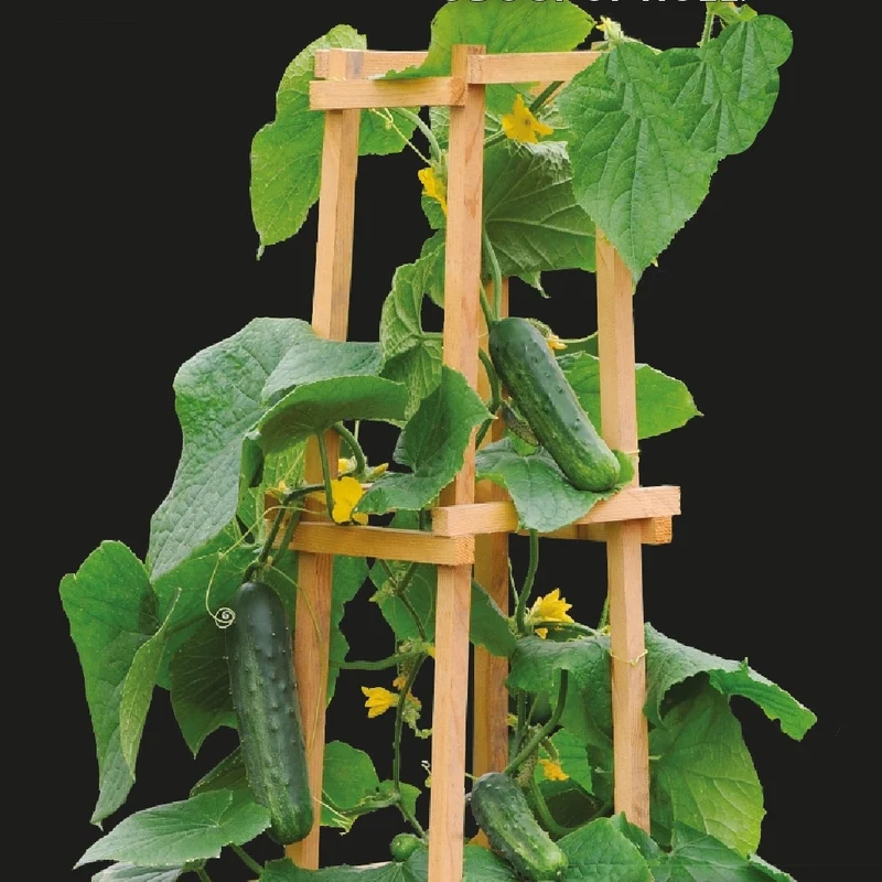 Snackgurke ‘Patio Snacker’ F1