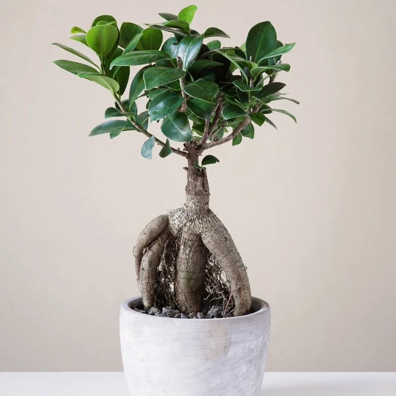 Bonsai Ficus 'Ginseng'