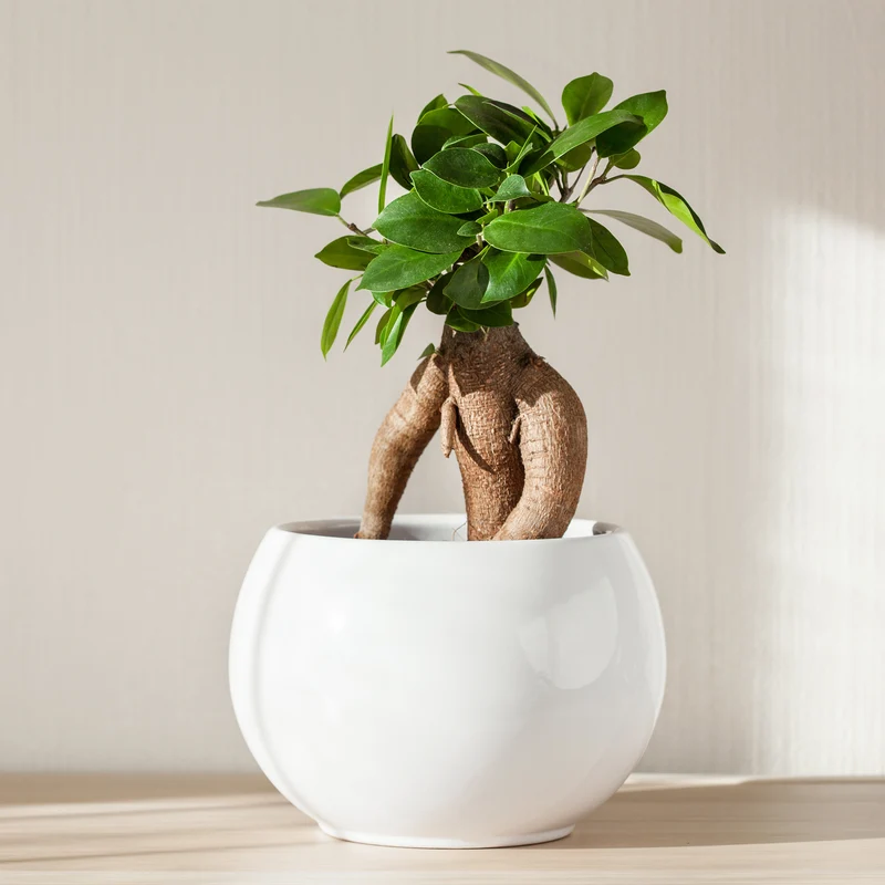Bonsai Ficus 'Ginseng'