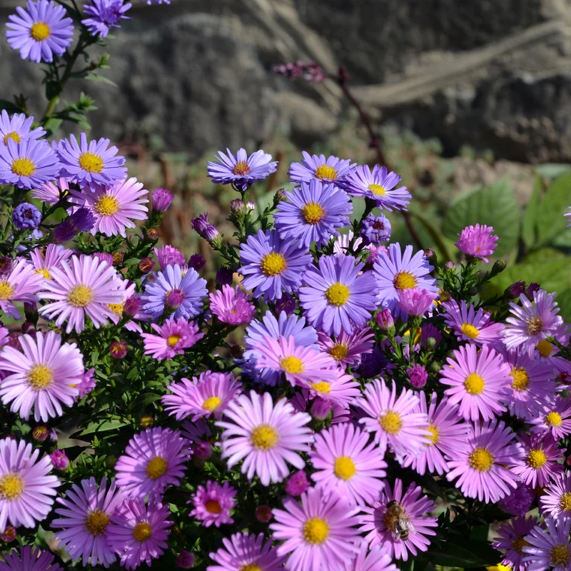 Alpenaster Mischung