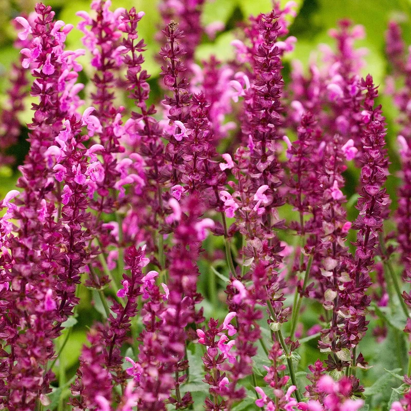 Salbei Friesland Pink (x3)