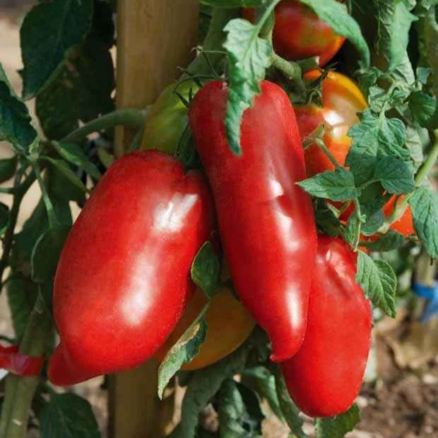 Andenhörnchen-Tomate Pflanzen (x3)