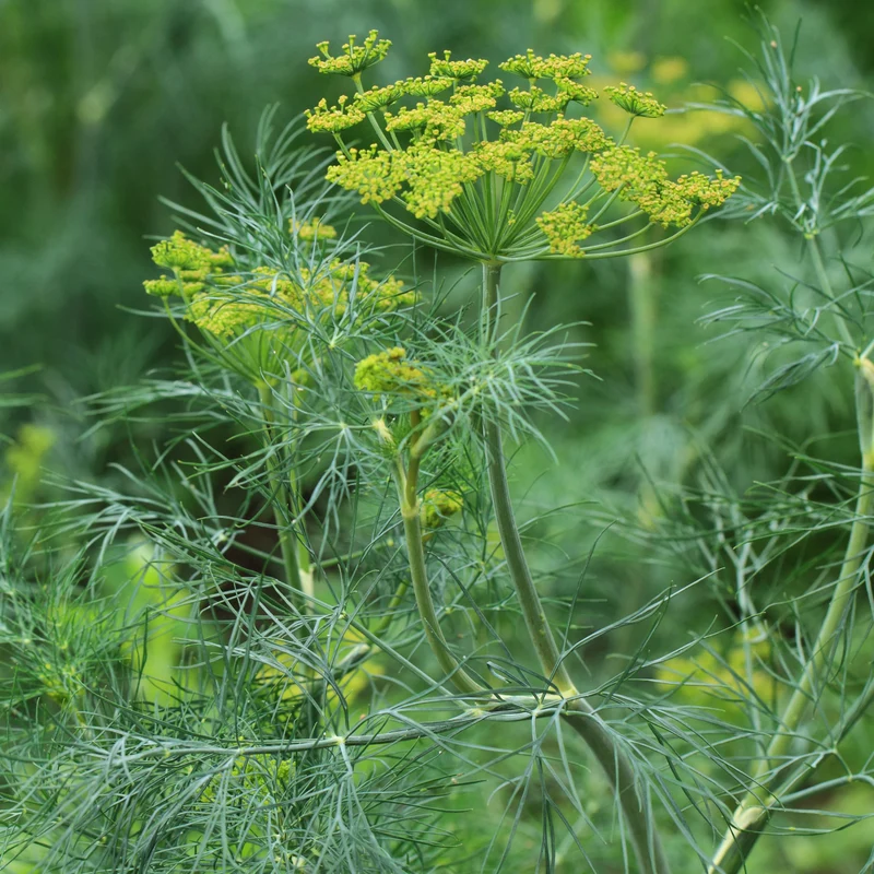 Dill Bouquet