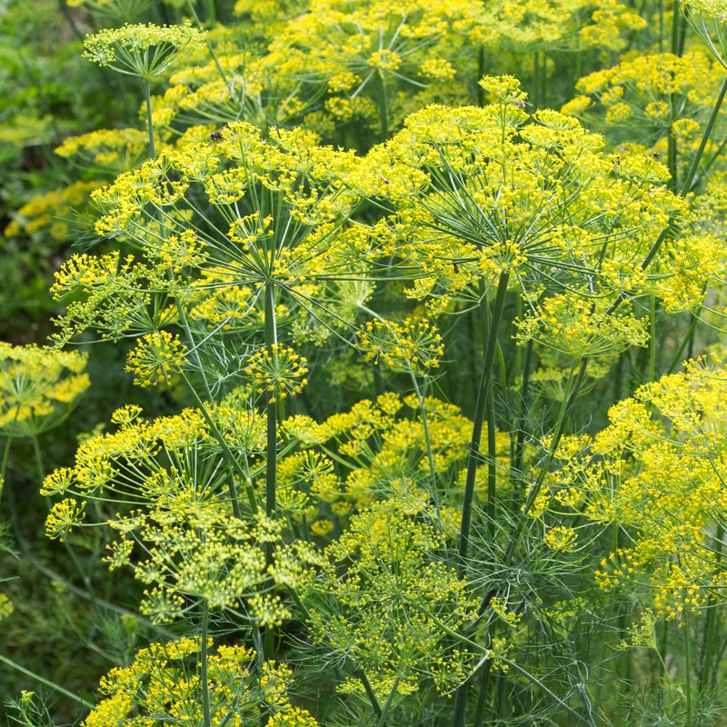 Dill Bouquet