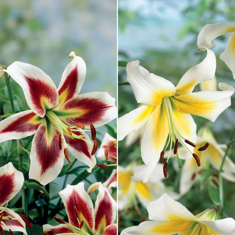 Lilien-Kollektion (x6)