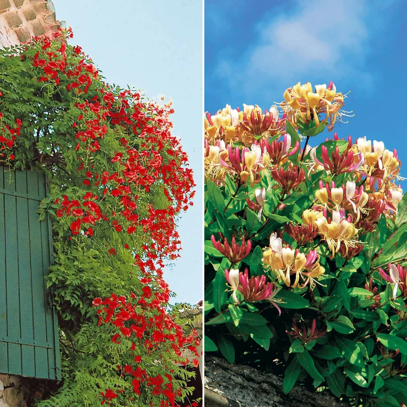 Trompetenblume & Geißblatt Kollektion