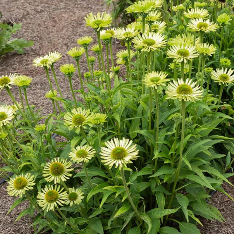 Sonnenhut ‘Green Jewel’