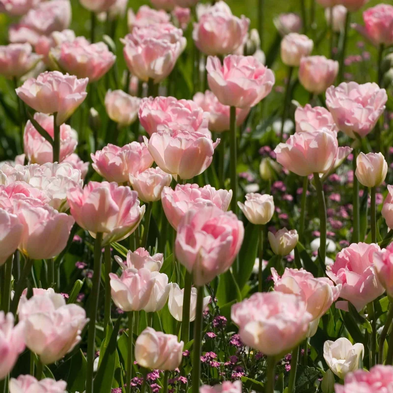 Romantische Tulpen-Kollektion (x20)