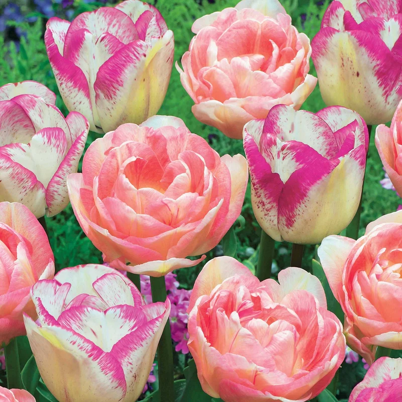 Romantische Tulpen-Kollektion (x20)