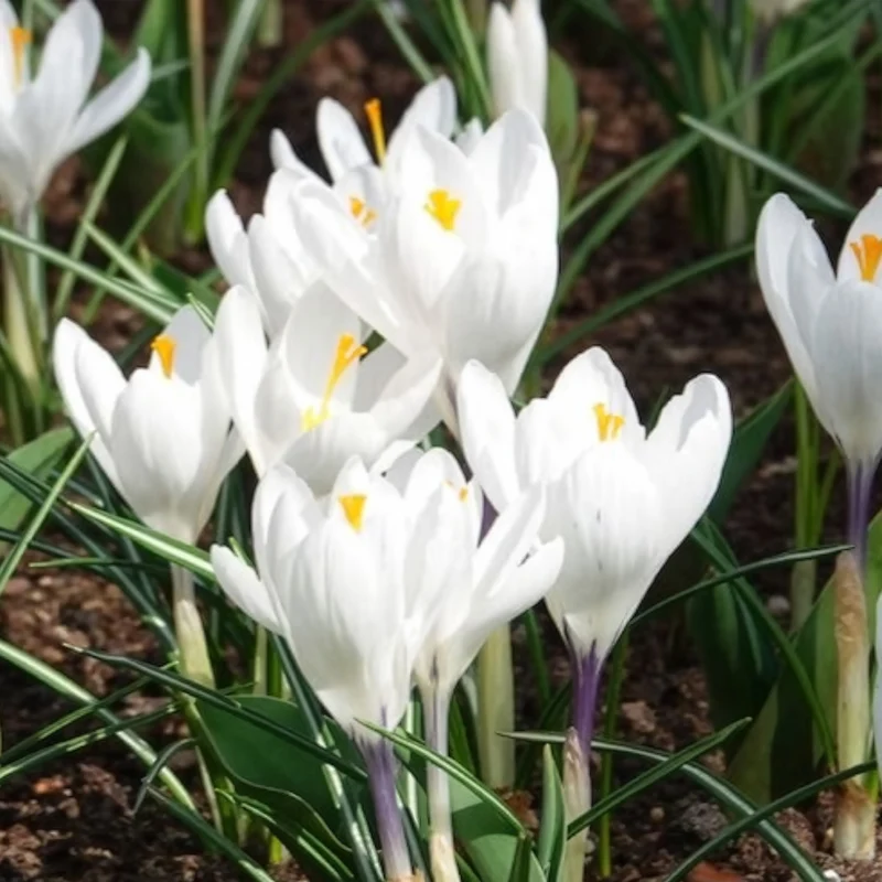 Krokusse ‘Jeanne d’Arc’ (x15)