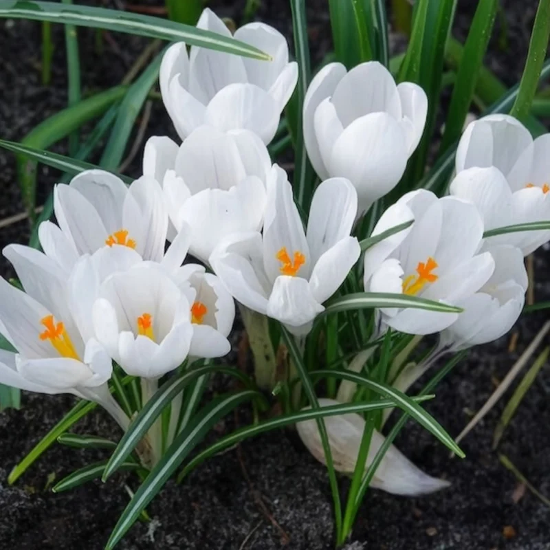 Krokusse ‘Jeanne d’Arc’ (x15)