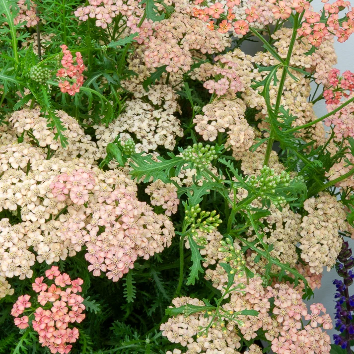Schafgarbe ‘Apricot Delight’
