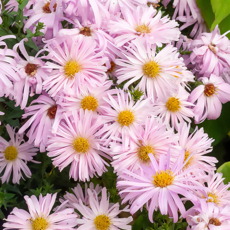 Glattblatt-Aster 'Fellowship'