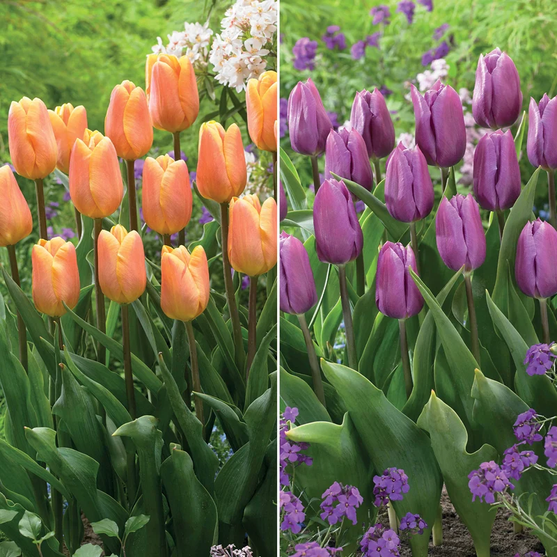 Triumph-Tulpen Kollektion ‘Belleville’ & ‘Blue Beauty’ (x20)