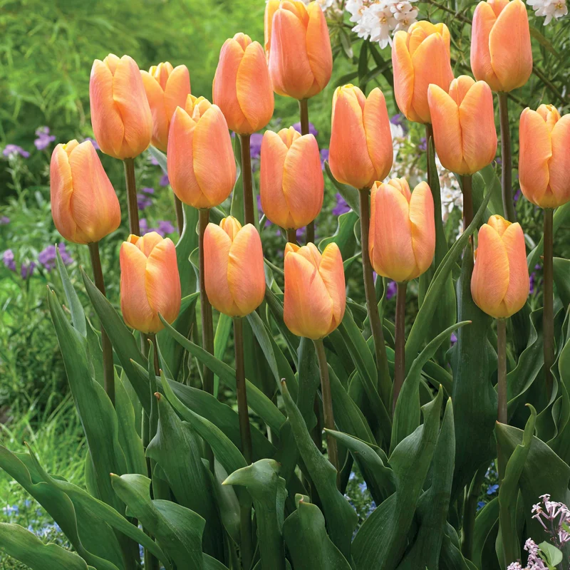 Triumph-Tulpen Kollektion ‘Belleville’ & ‘Blue Beauty’ (x20)