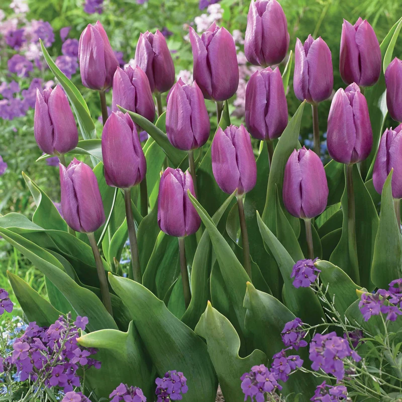 Triumph-Tulpen Kollektion ‘Belleville’ & ‘Blue Beauty’ (x20)