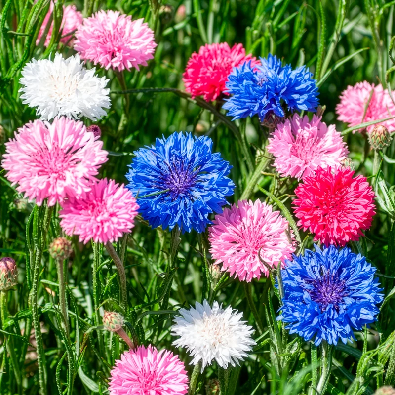 Kornblumen Mischung