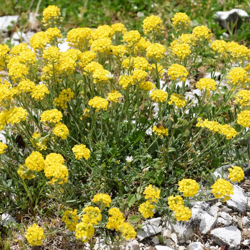 Steinkraut ‘Berggold’