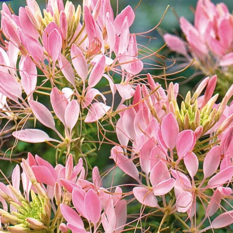 Dornige Cleome Rose Beauty