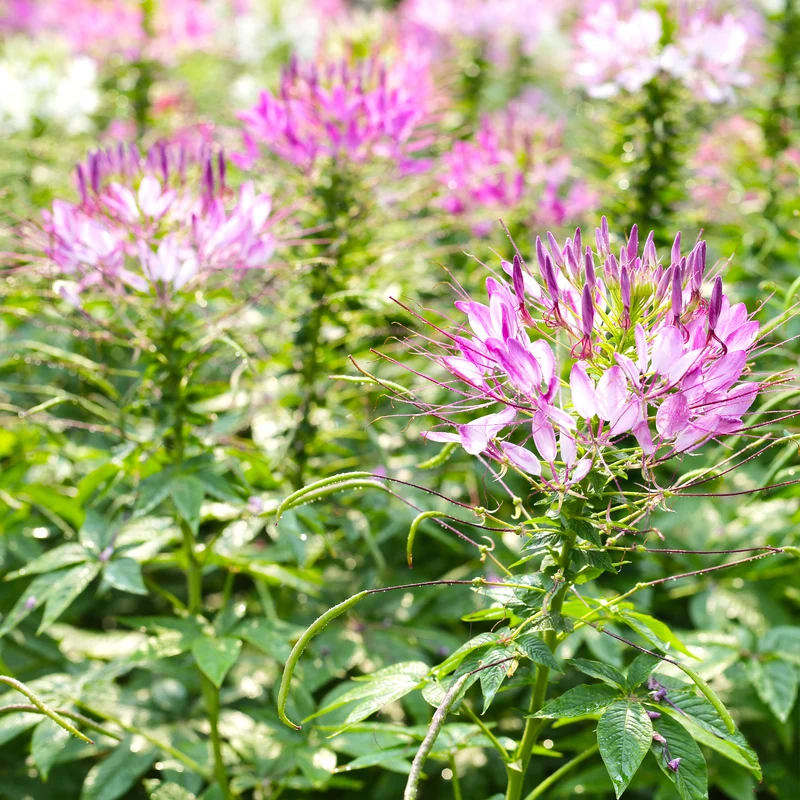 Dornige Cleome Rose Beauty