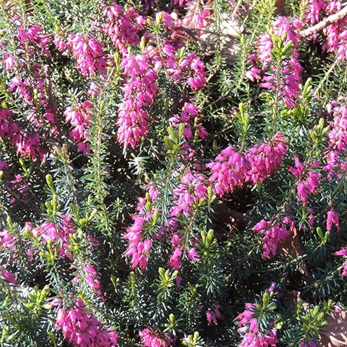 Schneeheide Springwood Pink