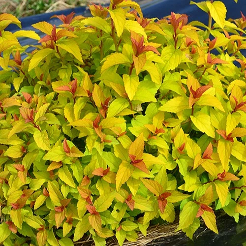 Sommerspiere Merlo® Gold