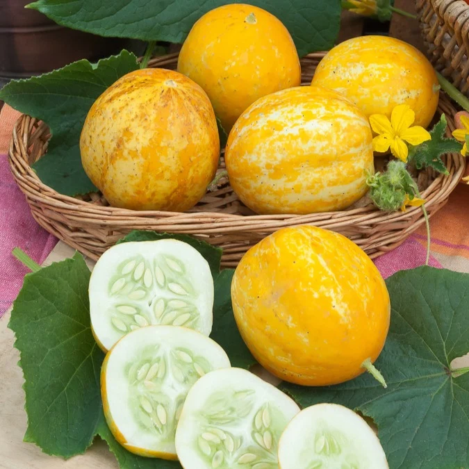 Zitronengurke ‘Lemon’