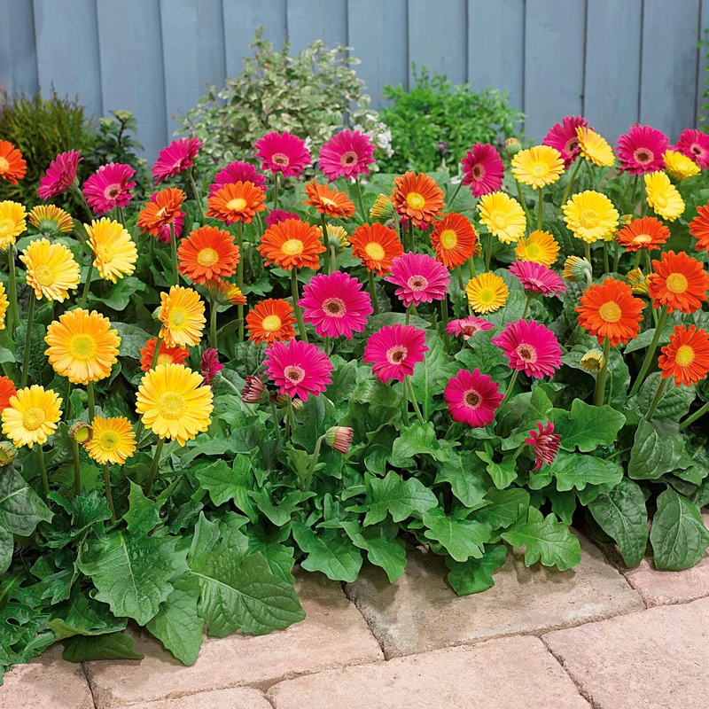Gerbera Garvinea Mischung (rot, gelb, purpur) (x3)
