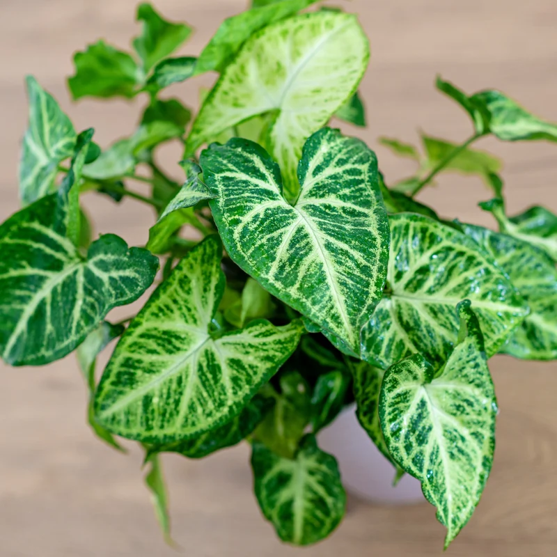 Syngonium podophyllum Arrow