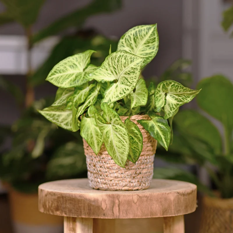 Syngonium podophyllum Arrow