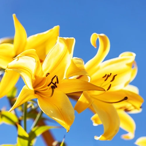 Trompeten Lilien Golden Splendour (x3)