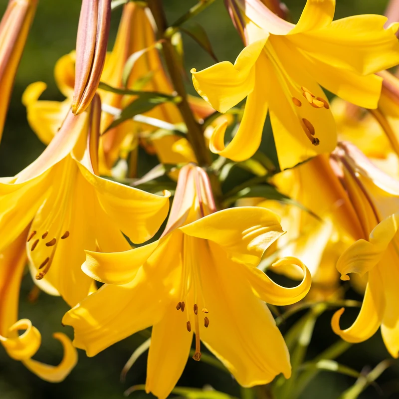 Trompeten Lilien Golden Splendour (x3)