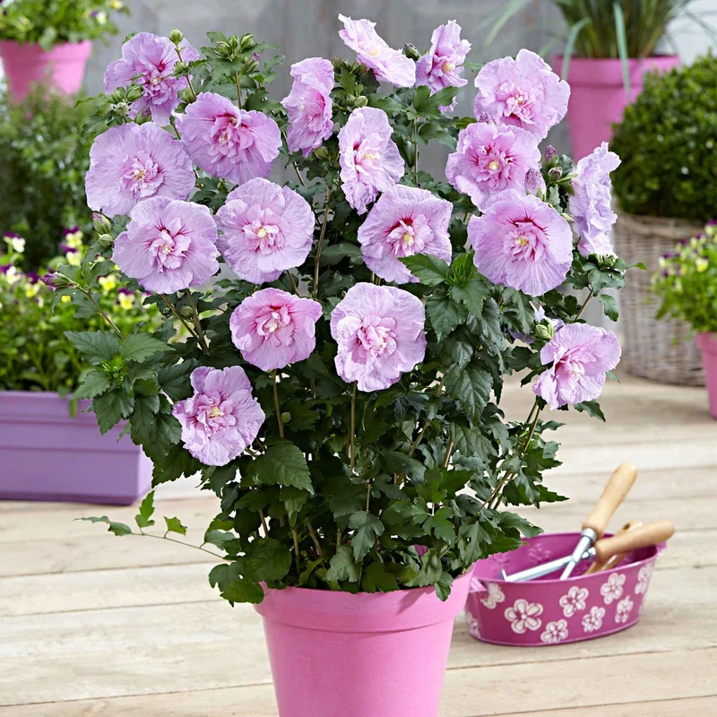 Straucheibisch 'Lavender Chiffon'