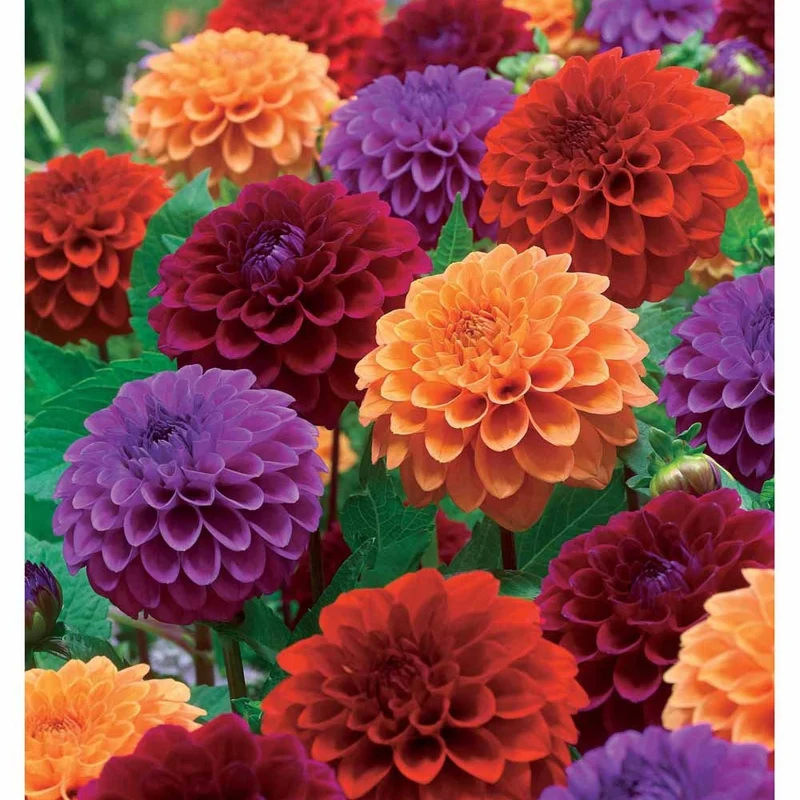 Pompon-Dahlien Mischung (x4)