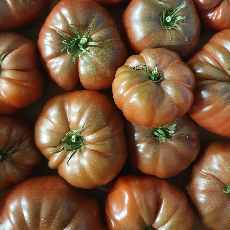 Tomate ‘Noire de Crimée’