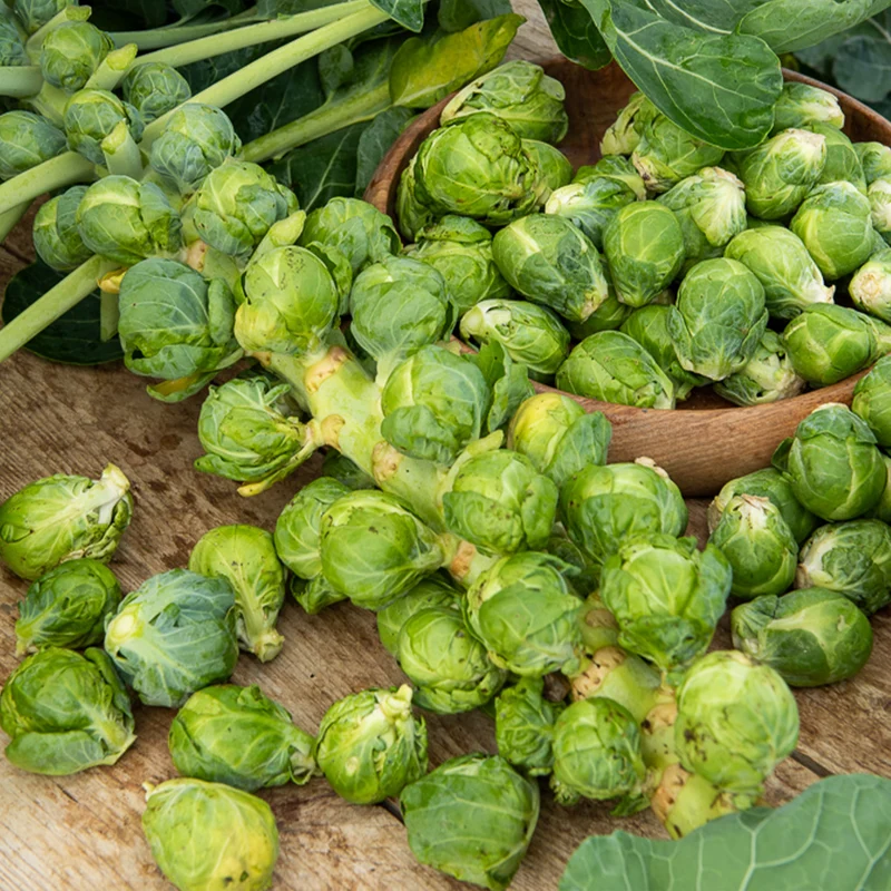 Rosenkohl Igor F1