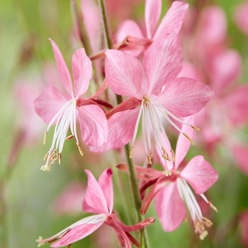 Lindheimers Prachtkerze 'Siskiyou Pink'