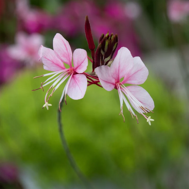 Lindheimers Prachtkerze 'Siskiyou Pink'