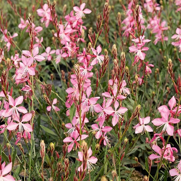 Lindheimers Prachtkerze 'Siskiyou Pink'