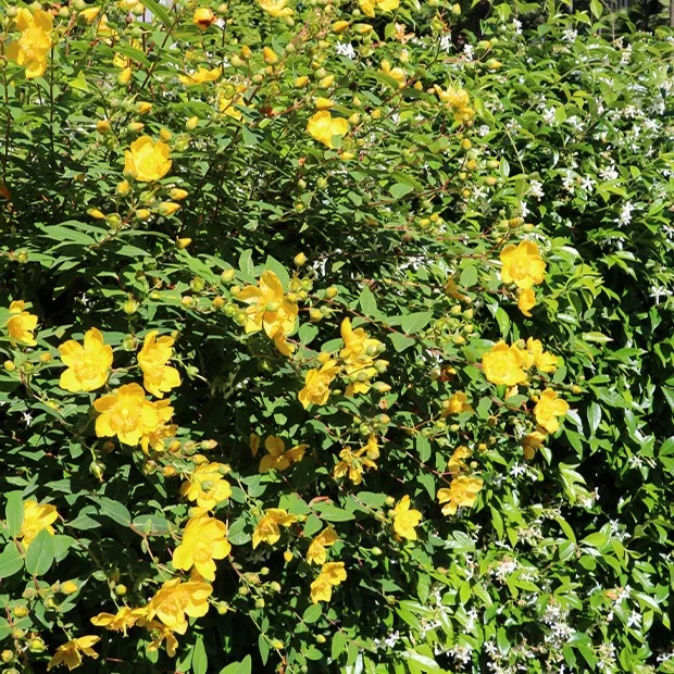 Johanniskraut Hidcote