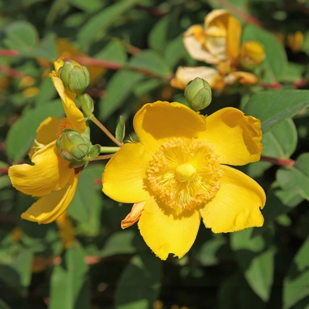Johanniskraut Hidcote