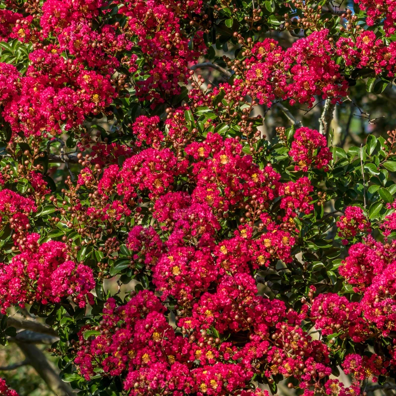 Lagerströmie ‘Red Imperator’