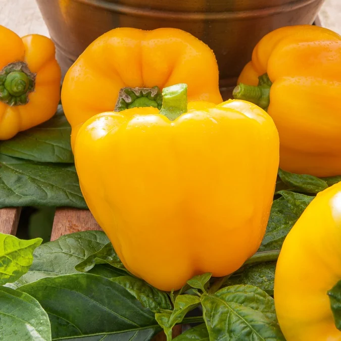 Paprika ‘California Wonder Yellow’