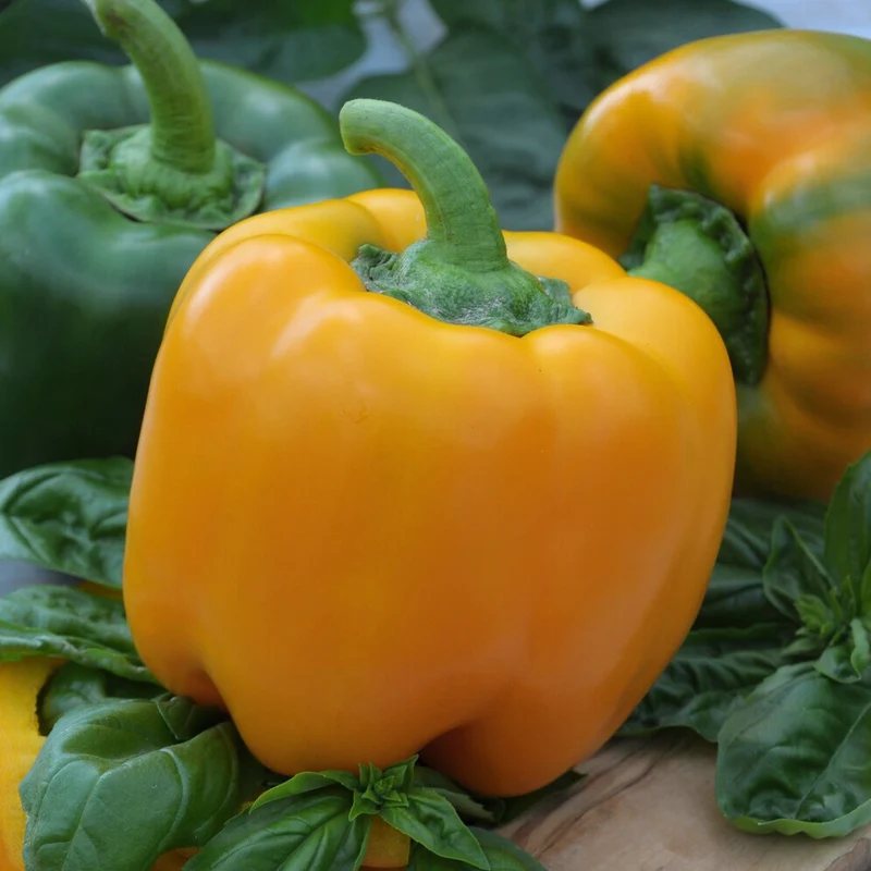 Paprika ‘California Wonder Yellow’