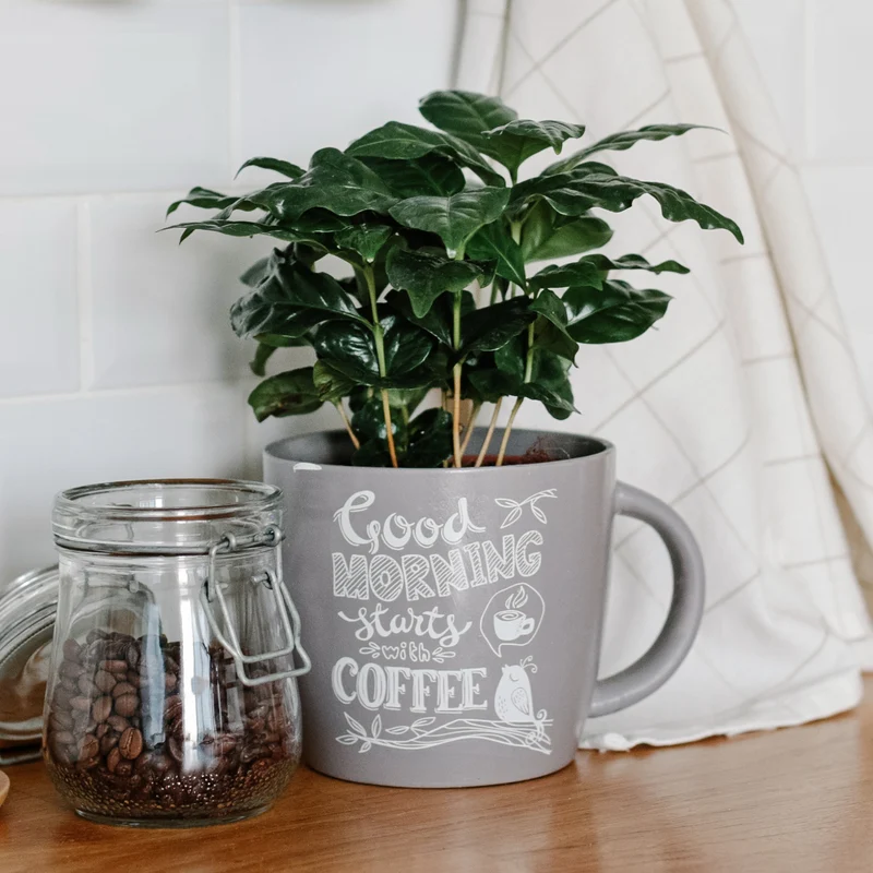 Kaffeepflanze Coffea